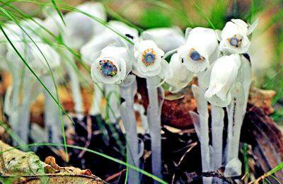 四川發(fā)現(xiàn)罕見“冥界之花” 渾身晶瑩剔透